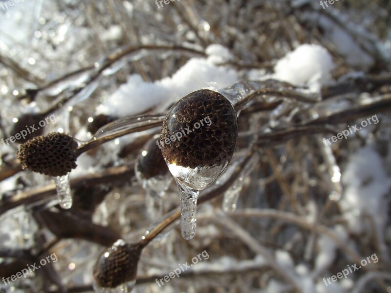 Ice Winter Macro Frost Snow