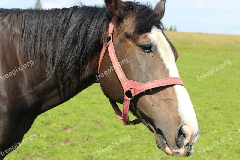 Meadow The Horse Steed Animal Lonely