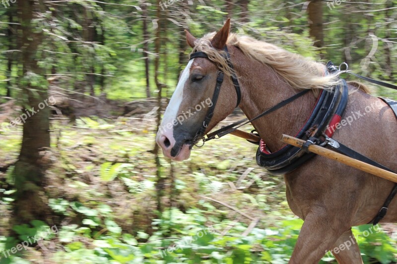 The Horse Gear Mountains Cart Forest