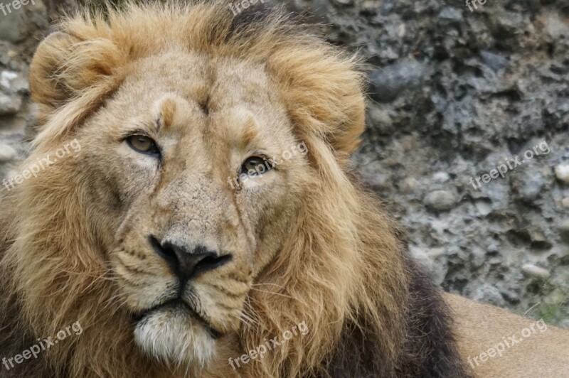 Indian Lion Lion Big Cat Male Predator