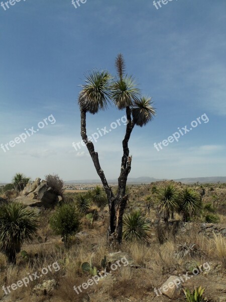 Desert Palma Rocks Dry Sky