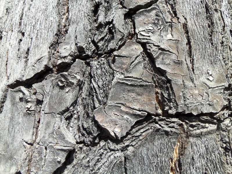 Wood Cracks Vegetation Tree Trunk