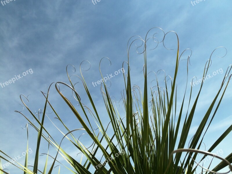 Palma Sky Palms Green Sun