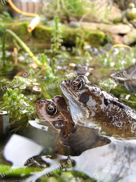 Frog Common Frog Amphibian Wildlife Nature