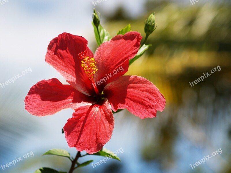 Flower Hibiscus Red Free Photos