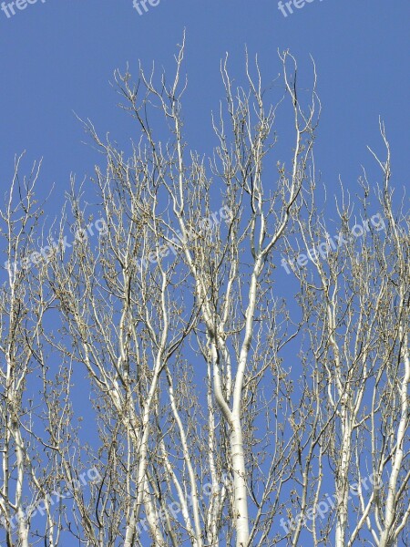 Tree Poplar Branches Sky Arboleda