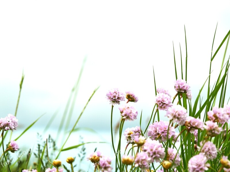 Armeria Maritima Pink Nature Sweden Beautifully