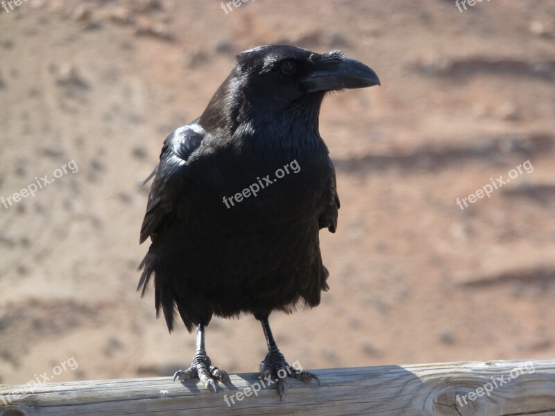 Raven Sand Black Nature Bird