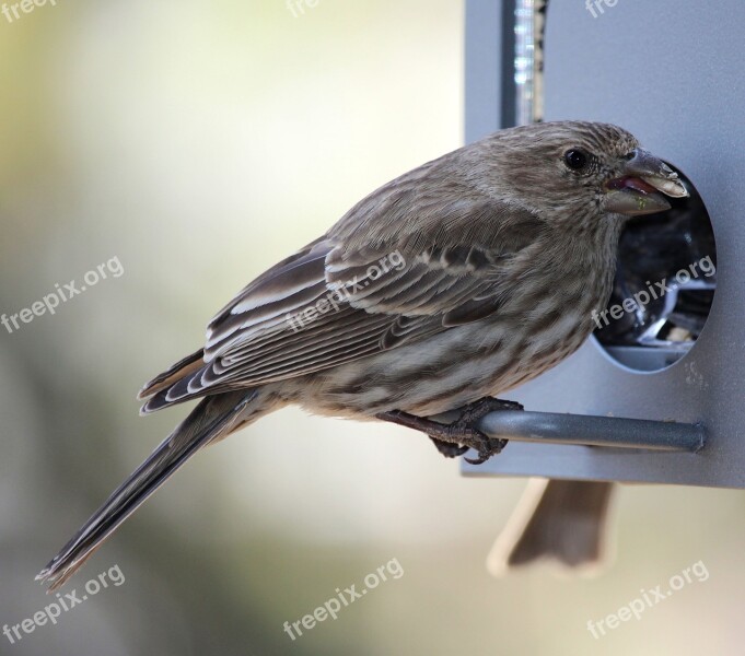 Ruby Finch Bird Female Wildlife Nature