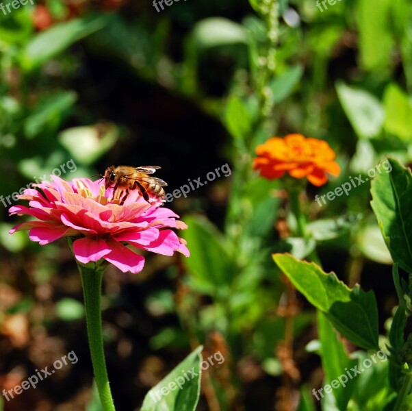 Bee Flower Meadow Flower Colorful Nature