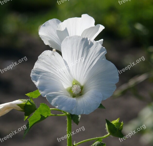 Flower White White Flower In Bloom Free Photos