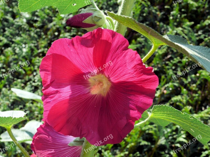 Flower Hollyhock Pink Hollyhock Garden Free Photos