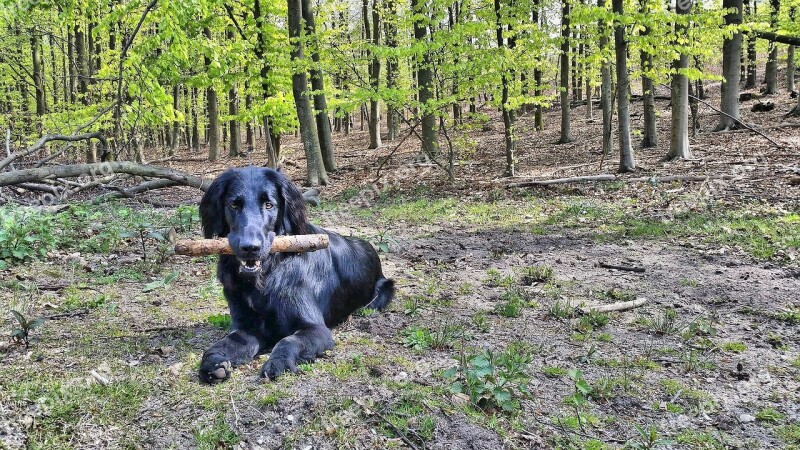 Flatcoated Retriever Flat Coated Retriever Dog Animal Forest