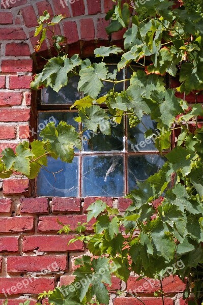 Vine Vine Leaves Wine Leaves Plant