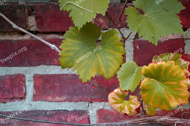 Vine Vine Leaves Wine Wine Leaf Autumn