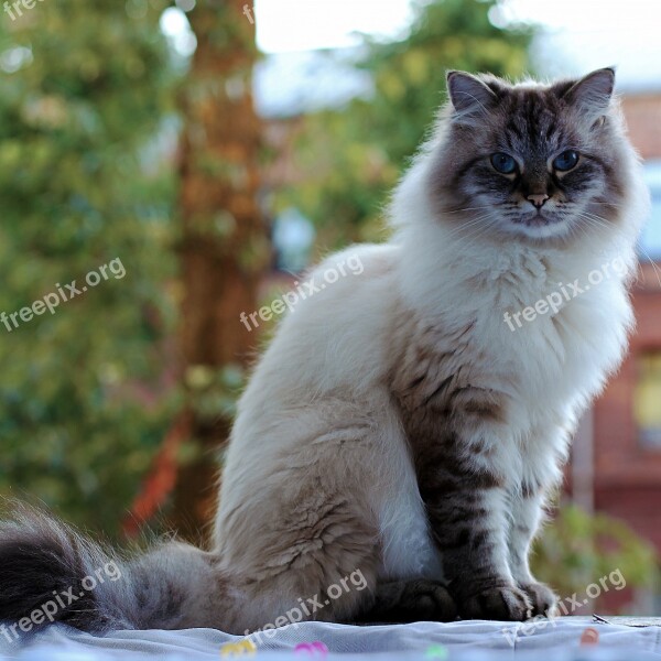 Cat Animals Cats Pet Fluffy Cat