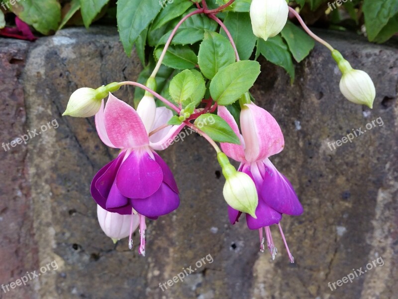 Fuchsia Purple Flower Nature Summer