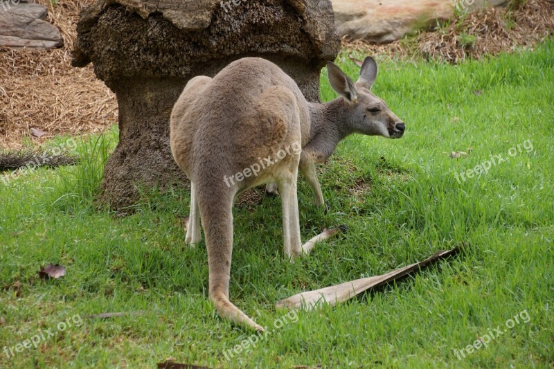 Kangaroo Tree Green Grass Animal Green