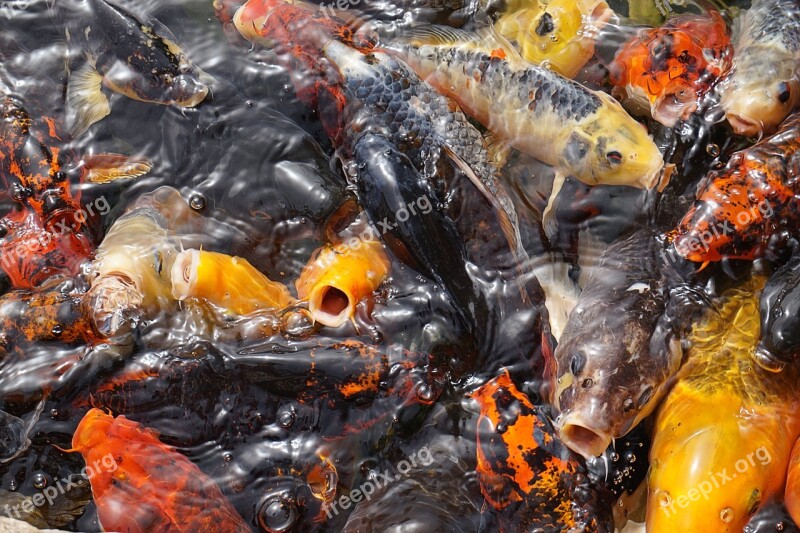 Fish Pond Goldfish Swarm Water Surface