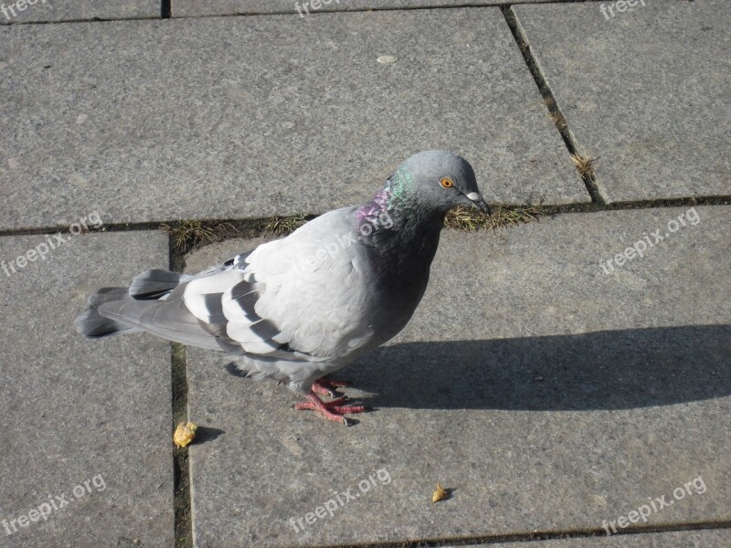 Dove Bird Standing Plumage City Pigeon