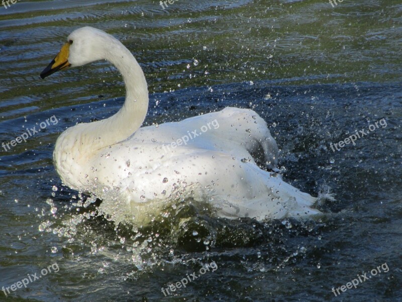 Swan Water Lake Bird Feather