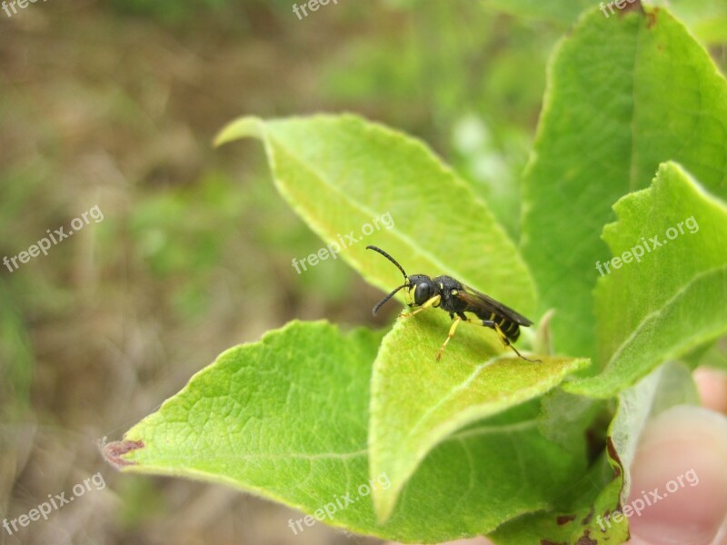 Insect Leaf Hoverfly Green Nature