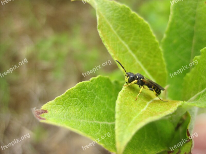 Insect Leaf Hoverfly Green Nature