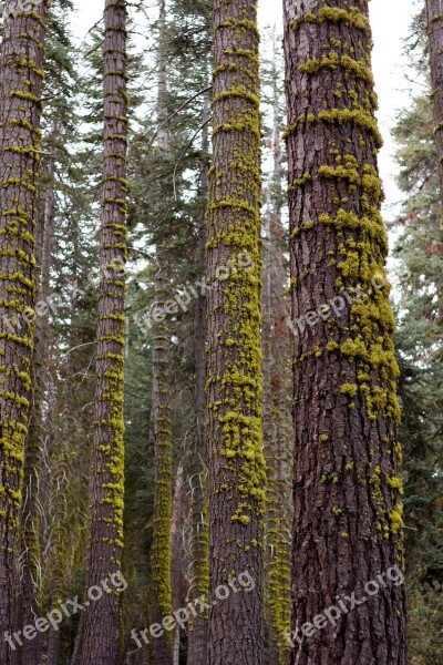 Trees Tall Woods Trunk Forest