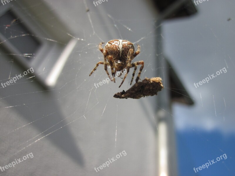 Araneus Spider Cobweb Close Up Web