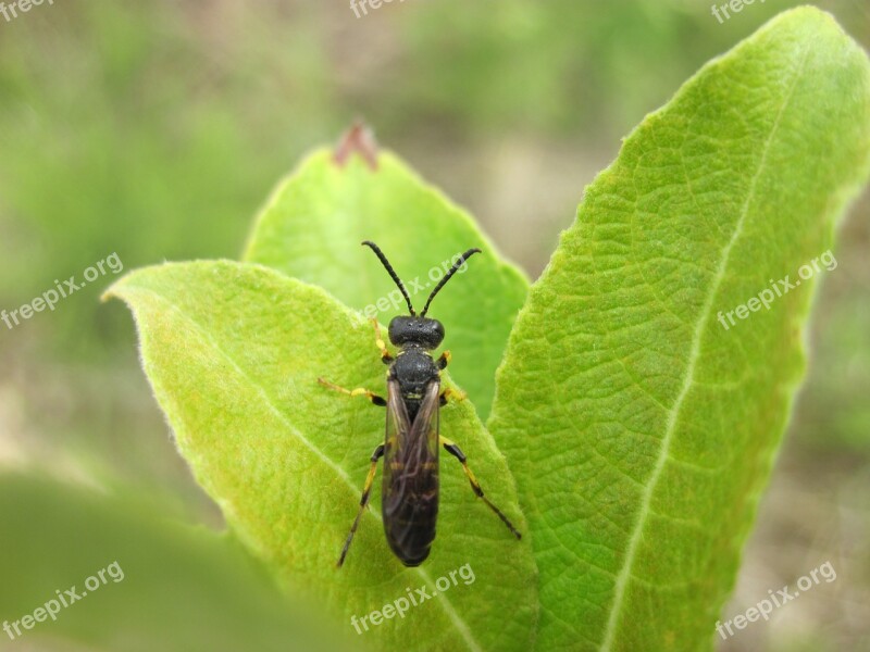 Insect Leaf Hoverfly Green Nature