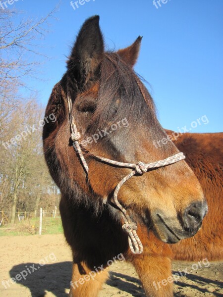 Pony Rope Halter Attention Horse Pferdeportrait