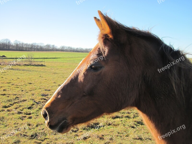 Horse Portrait Attention Coupling Fuchs