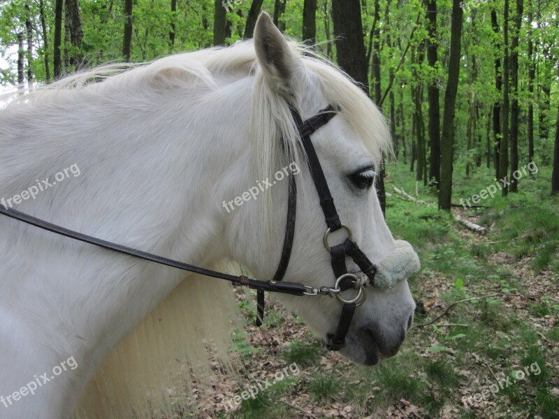 Pony Mold White Mane Ride