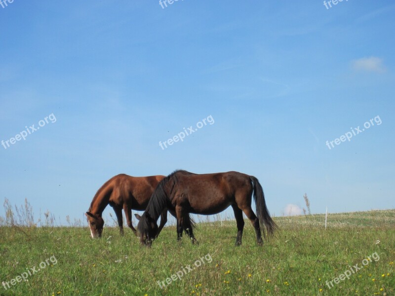 Ponies Graze Pasture Relaxed Brown