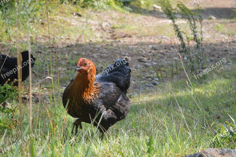 Chicken Walk Chicken Farm Outdoors Organic