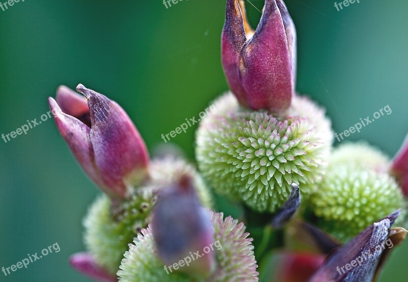 Fruiting Bodies Flower Kanna Overblown Flower Fruit