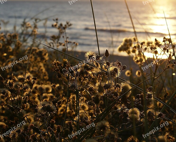 Evening Twilight Sunset Scrubs Dry Vegetation