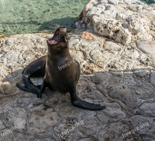 Sea ​​lion Mammal Nature Marine Wildlife