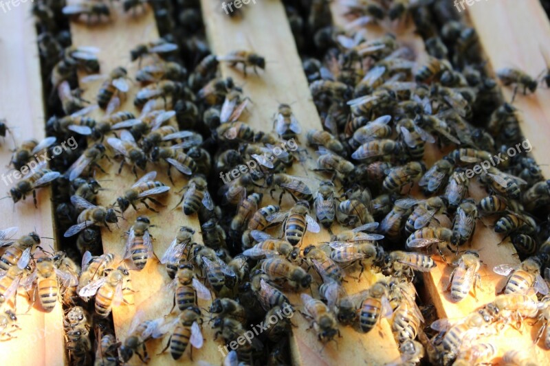 Bee Hive Beekeeping Framework Free Photos