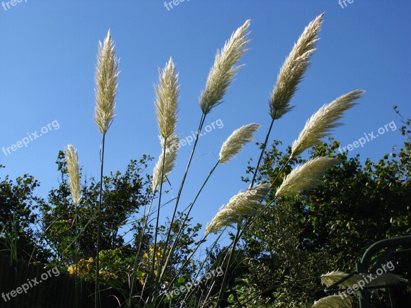 Pampas Grass Sky Pampas Grass Plant