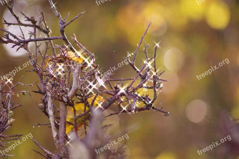 Tree Sparkle Twig Winter Trees Bush