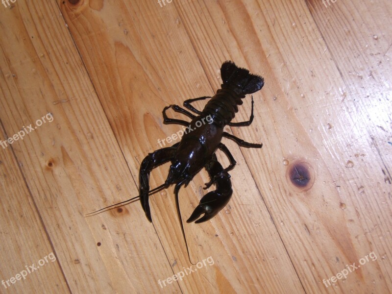 Canker Signal Crayfish Hardwood Floors Ground Floor Free Photos