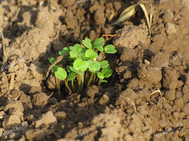 Huerta Mother Earth Early Free Photos