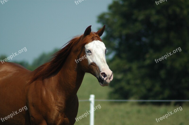 Horse Farm Mare Head Purebred