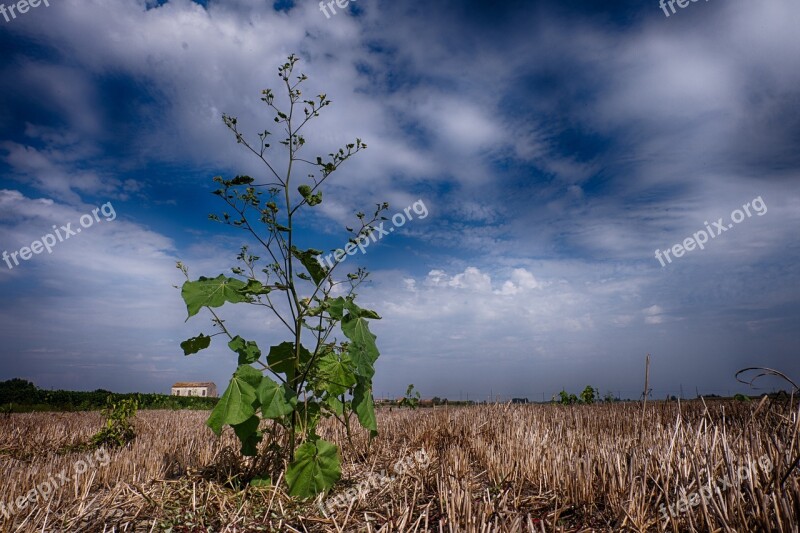 Field Collected Clouds Free Photos