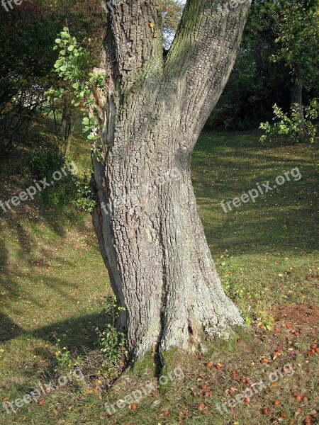 Pear Tree Dingolshausen Fruit Tree Plant Flora