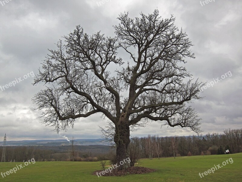 Pear Tree Eichenfürst Fruit Tree Plant Flora