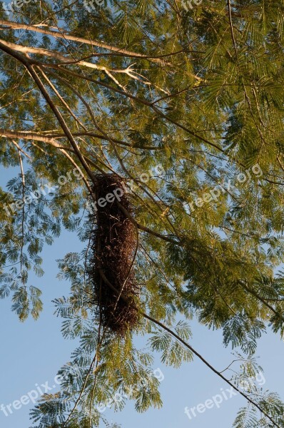 Birds Nest Nest Nature Tree Hanging