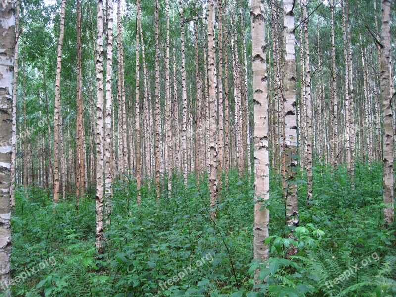 Betula Pendula Birch Trees Finland Forest