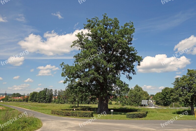 Albertshausen Oak Tree Tree Iconic Oak